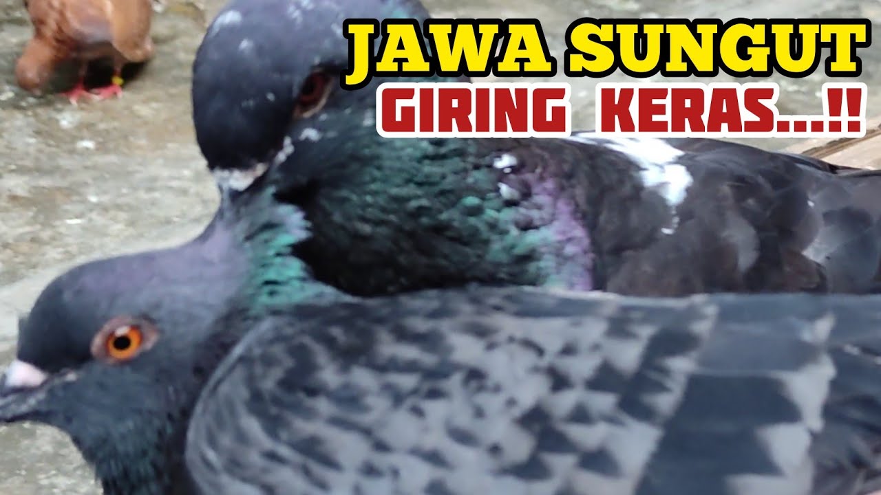 JAWA SUNGUT BISA GIRING KERAS