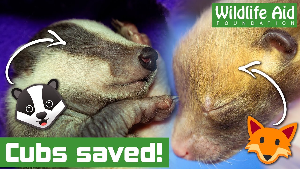 Baby badger and baby fox!