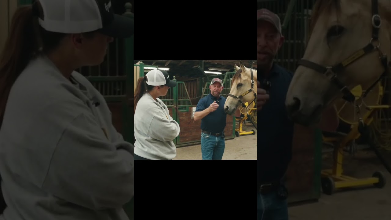 Do horses go to the dentist?! #horses #vet #dentistry #dentist