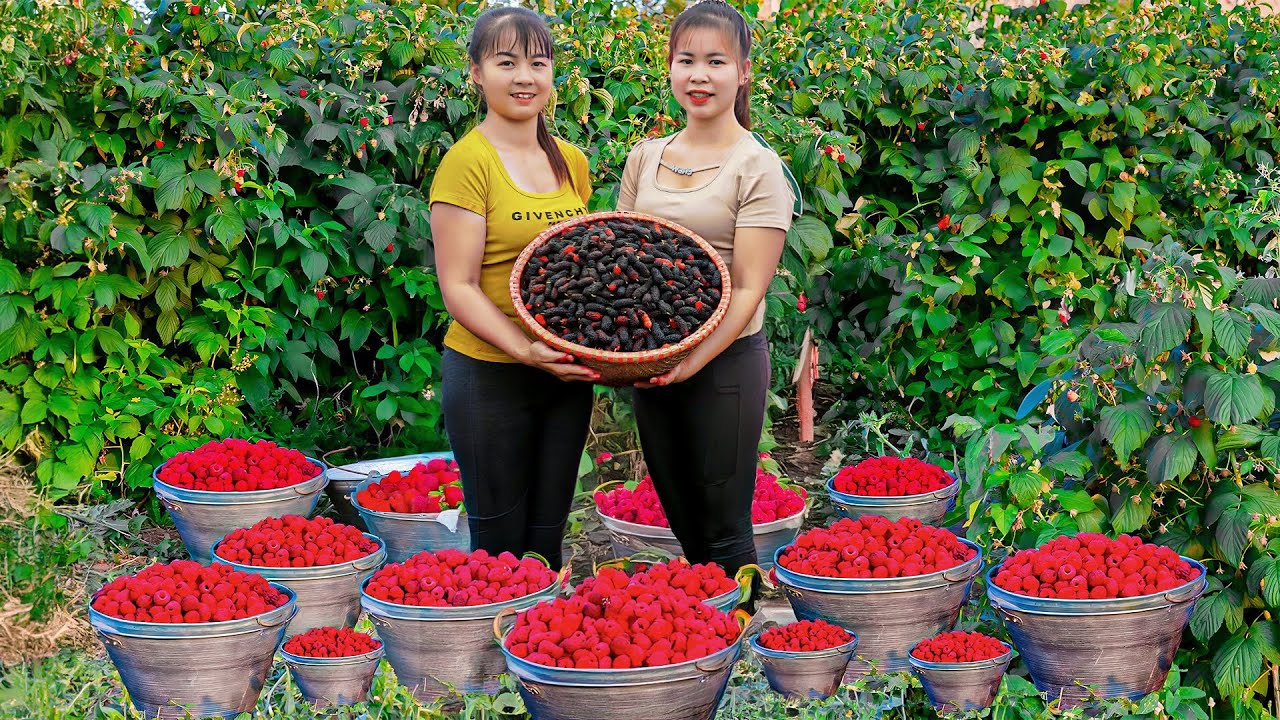 Harvest Sour Strawberry Goes To Market Sell - Make Strawberry Syrup | New Free Bushcraft
