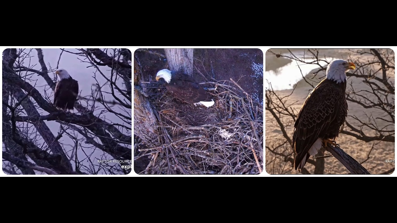 DNF, Mr North and stranger male eagle Explore Live Nature Cams Decorah Eagles - North Nest - 4k