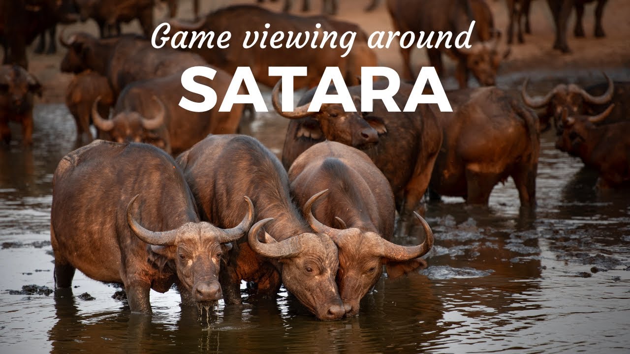 GAME VIEWING around SATARA in the Kruger National Park, South Africa