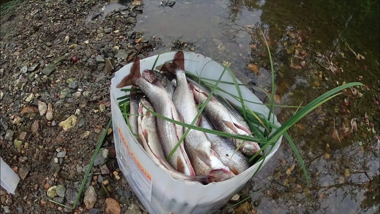 Ловля ХАРИУСА в таёжной речке/Яма напрочь забита хариусом!Fischen 