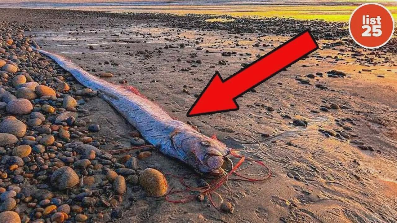 25 Warnzeichen der Natur, die auf eine bevorstehende Katastrophe hinweisen