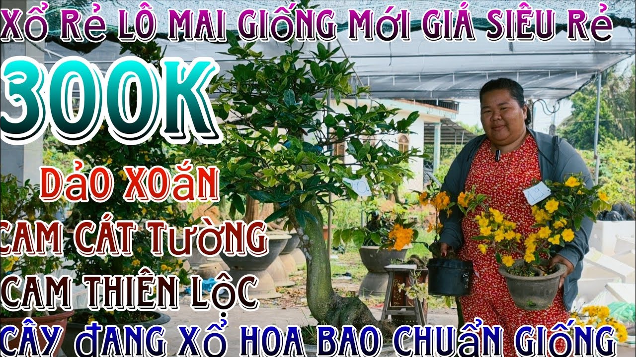 🌈15/03/2026☎️0365328978(C.Trang)🔥mai giống mới hàng đôn cành bo siêu mướt giống mới giá siêu rẻ luôn