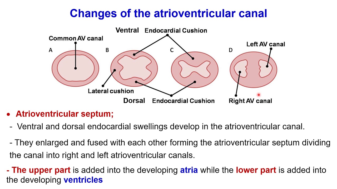 Development congenital heart Interatrial septum Interventricular septum  Bulbus cordis Sinus venosus