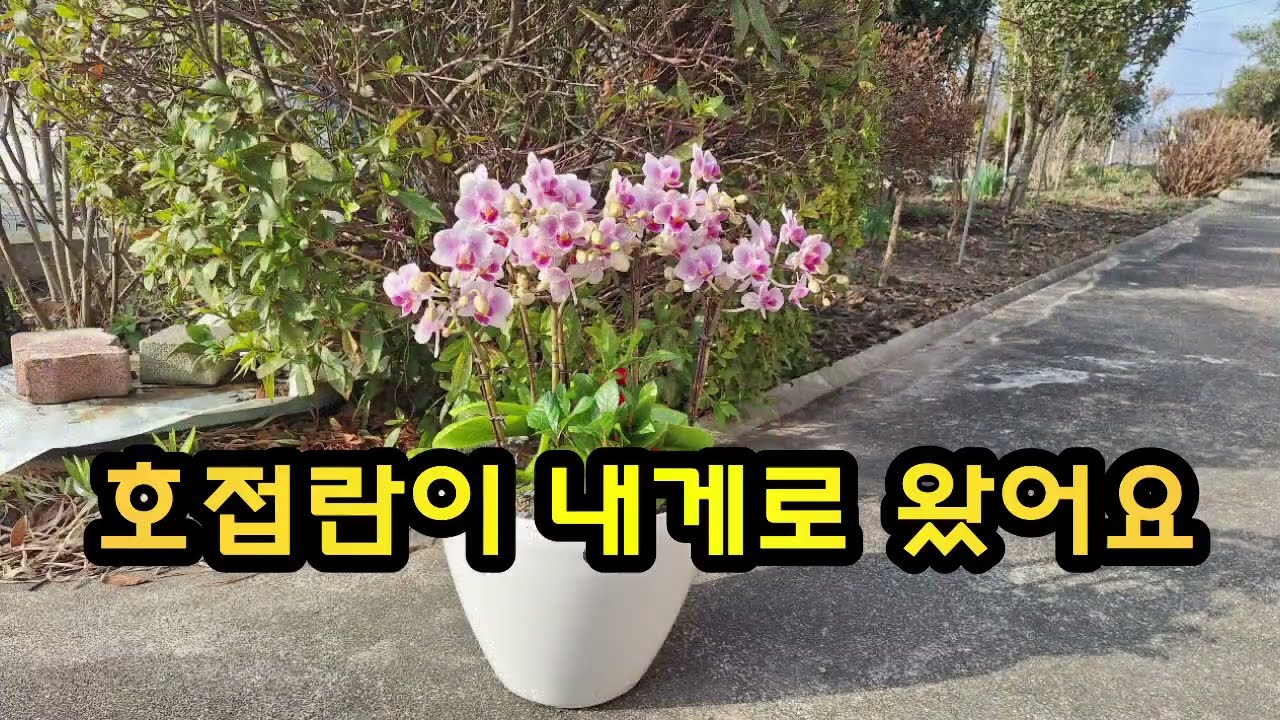 호접란이 내게로 왔어요