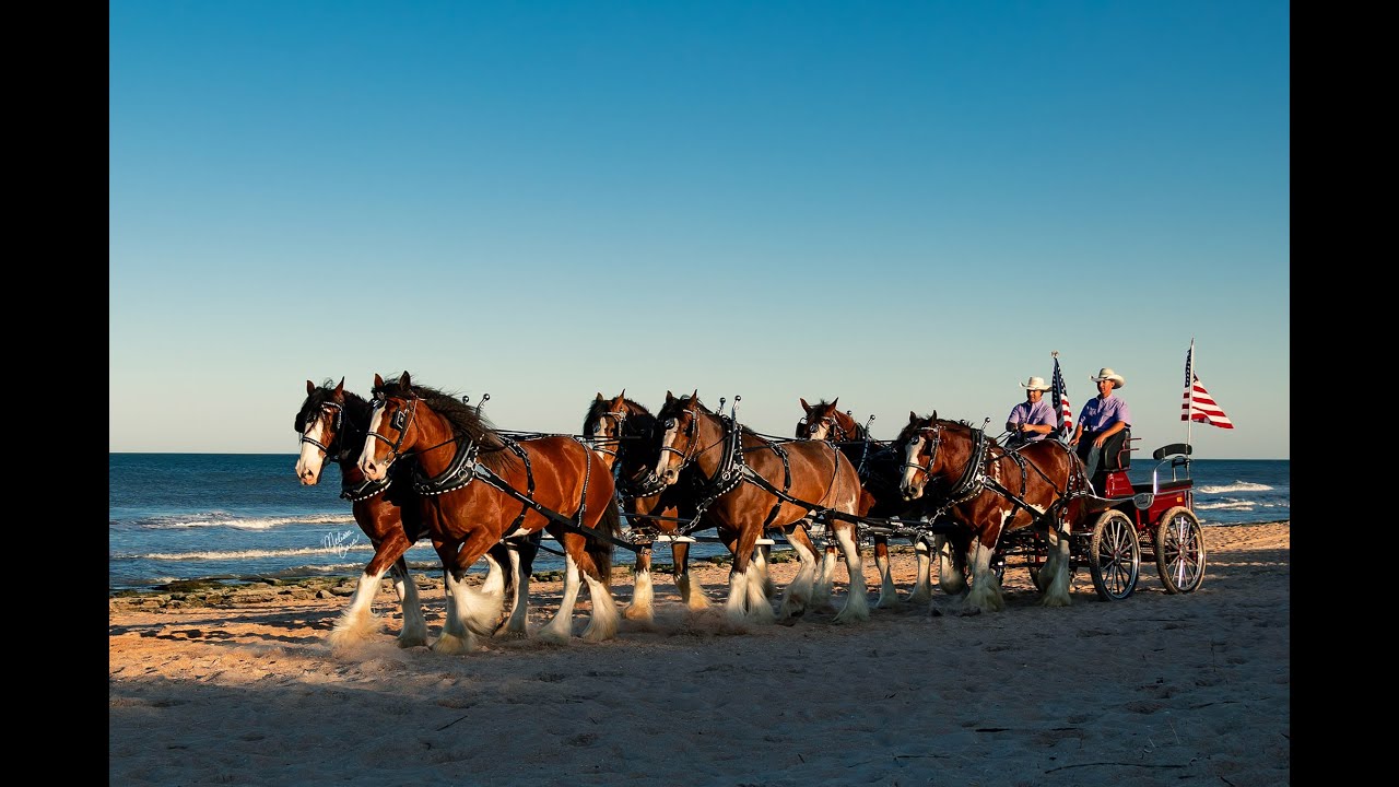 6 Horse Clydesdale Hitch at the Beach - ‪@BigHorseRanch