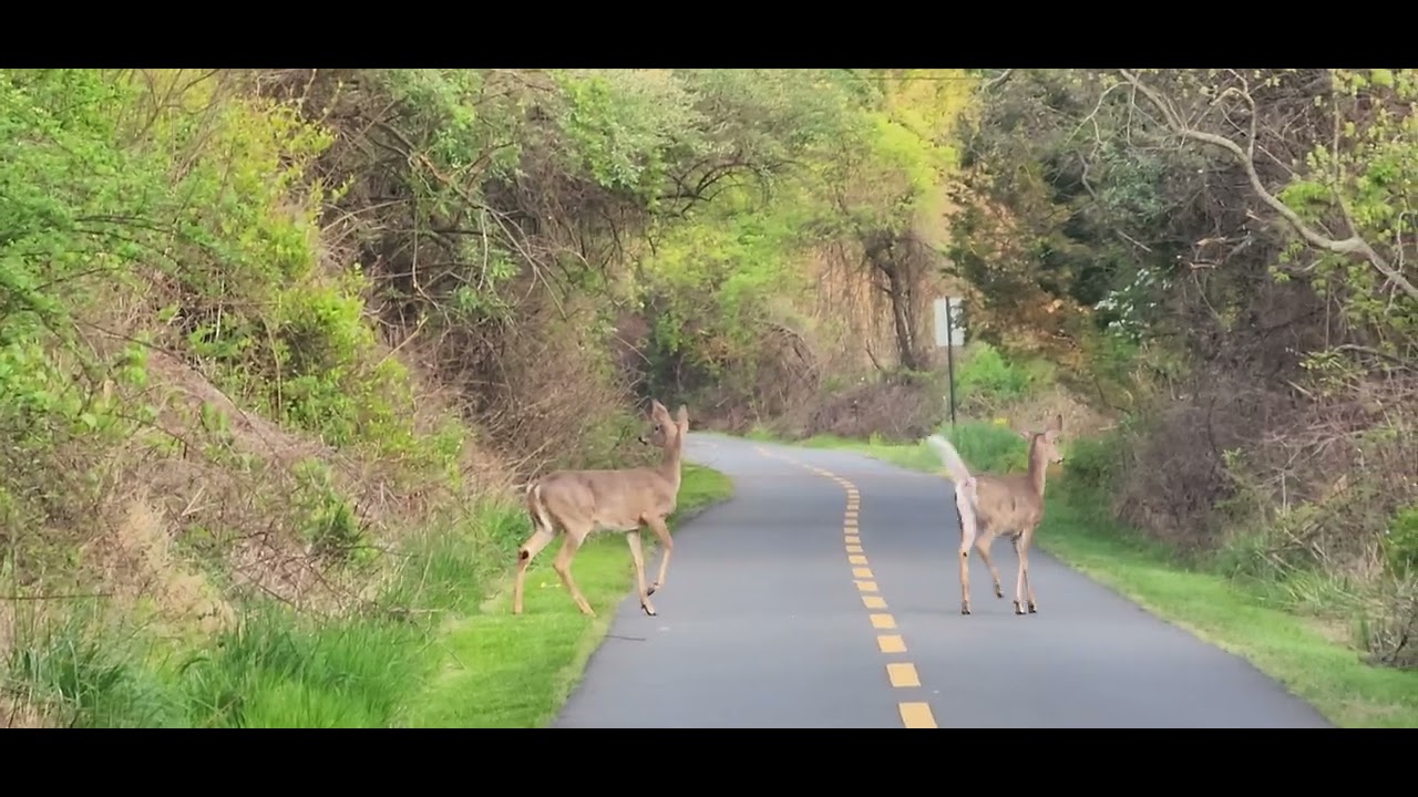 FIVE BEAUTIFUL DEER SPOTTED AT THE W&OD TRAIL(W&OD ట్రైల్ వద్ద ఐదు అందమైన జింకలు కనిపించాయి) 0000000