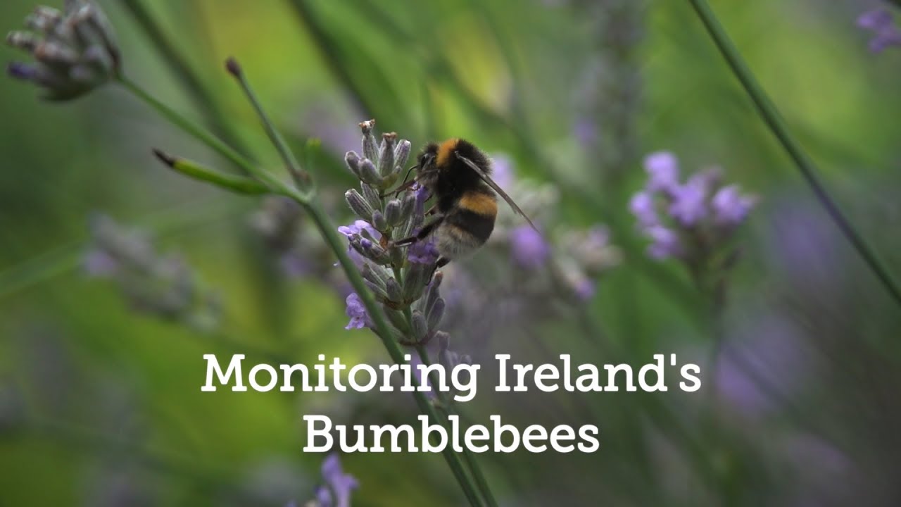 Monitoring Ireland's Bumblebees