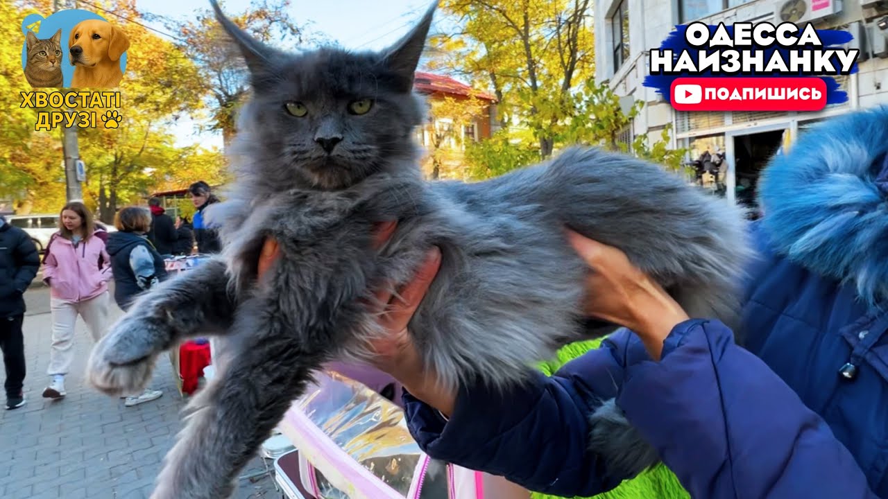 Староконный Рынок Одесса! Обзор ЦЕН на КОШЕК разных ПОРОД! Наши ЛЮБИМЫЕ ЖИВОТНЫЕ! Лучшие Котята 