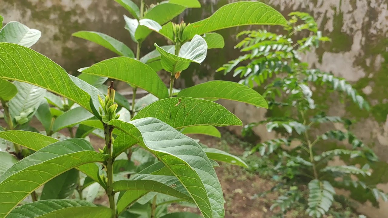 Redmi note 7 pro slow motion checking || Time lapse video || cinematic view ||   4K video resolution