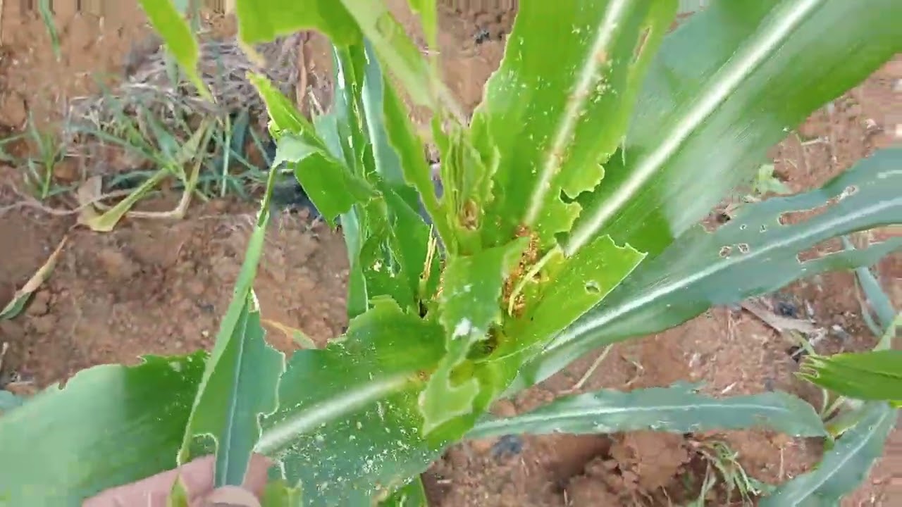🔴Cara atasi hama ulat pada tanaman jagung 