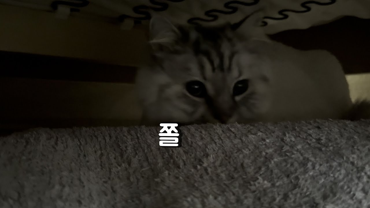 정수기 기사님 오신 날 고양이 브이로그