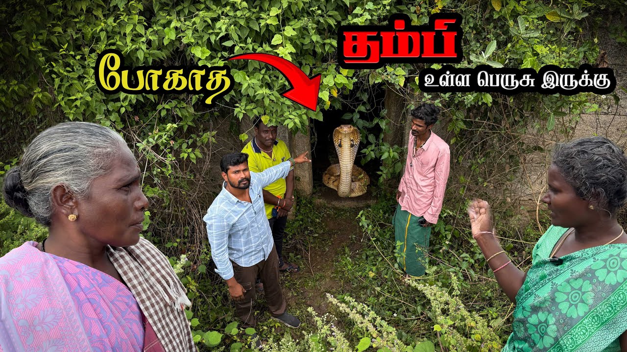 😲😱🐍🐍பெருசு இருக்கு தம்பி இதனால் உள்ள போகத ஊர் மக்கள் கோவில் ஏரி கரையில் மறையும் நிலை..