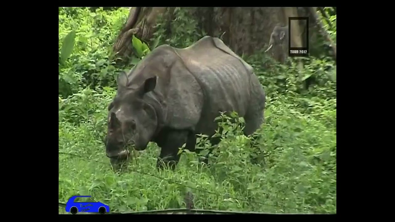 Elephant Safari and Rhino