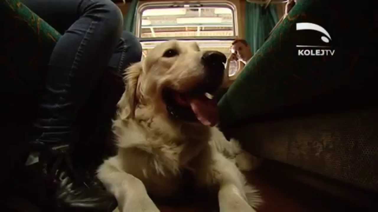 5. Zwierzę w pociągu - Poradniki KolejTV