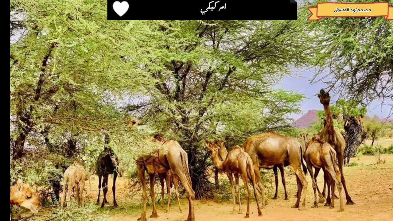 تراث ( ام كيكي ) تراث الجنيديين   بوادي غرب السودان  دارفور