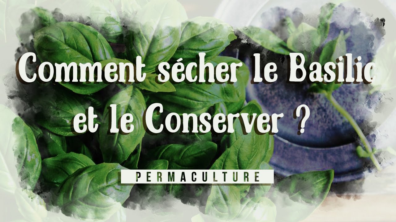 Comment sécher et conserver le basilic ?