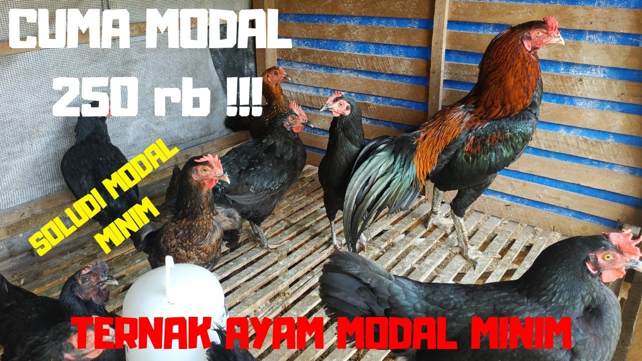 TERNAK AYAM MODAL 250 RB !!!