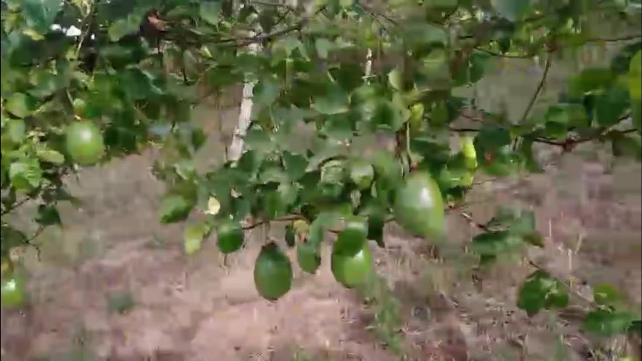 Frutos de Pés de maracujá com apenas um ano 