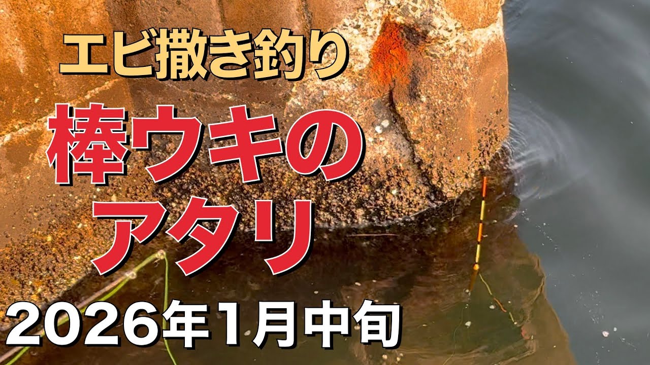2026年1月中旬 棒ウキのアタリ集 エビ撒き釣り