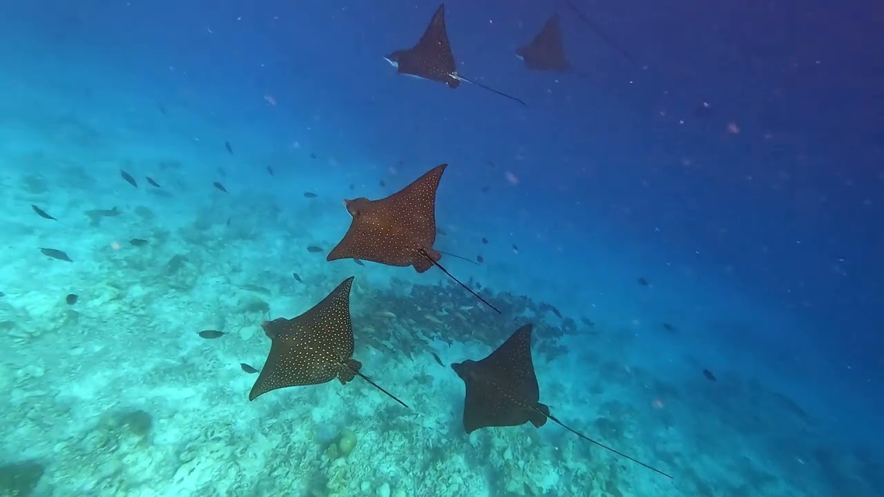 Мальдивы 2025. Снорклинг на домашнем рифе острова Расду(Rasdhoo). Февраль.