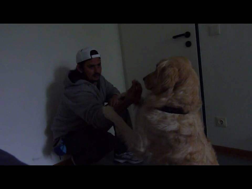 Ensenar al Perro a pedir Porfavor
