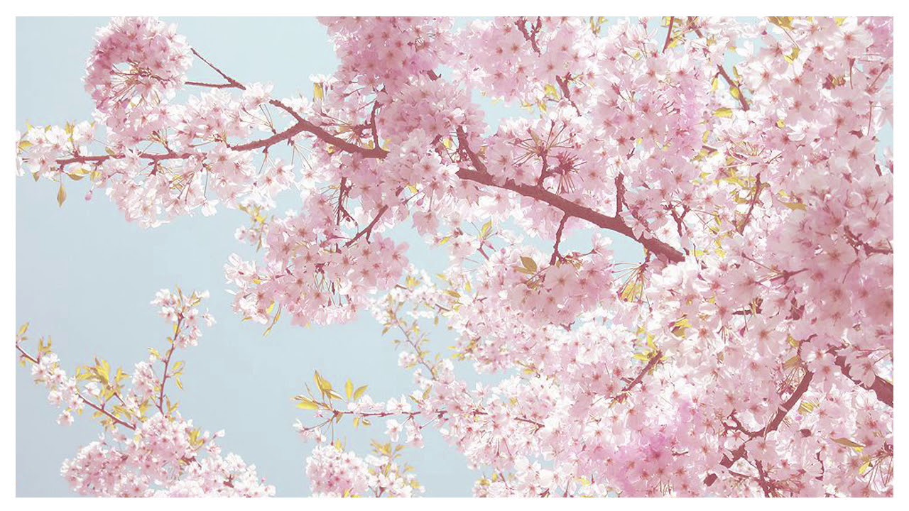 April - HANAMI - extended vers.