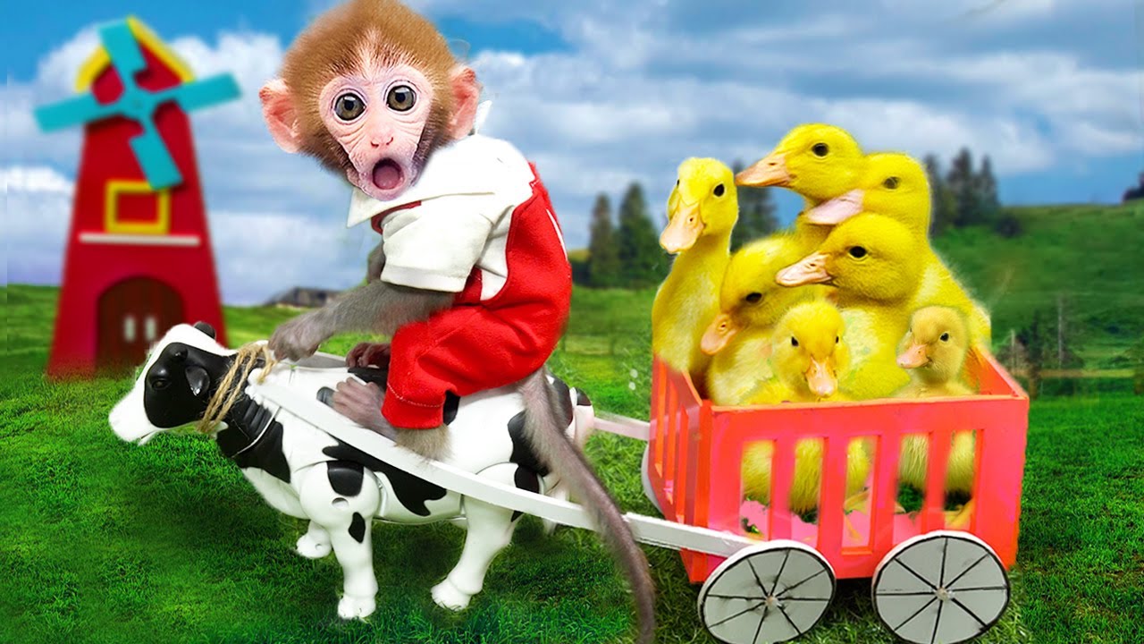 maymun videoları BiBon MONKEY play with DUCKS - VIDEO COMPILATION