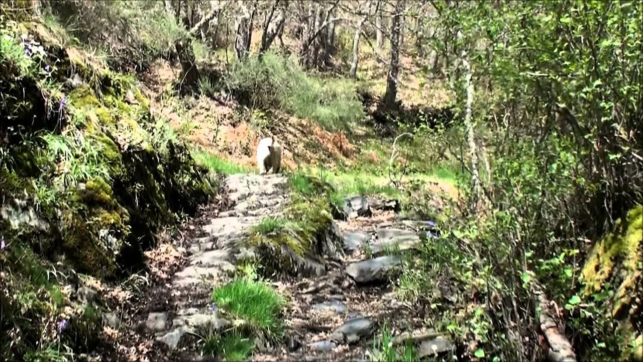 Pardamaza-Primout. El Bierzo