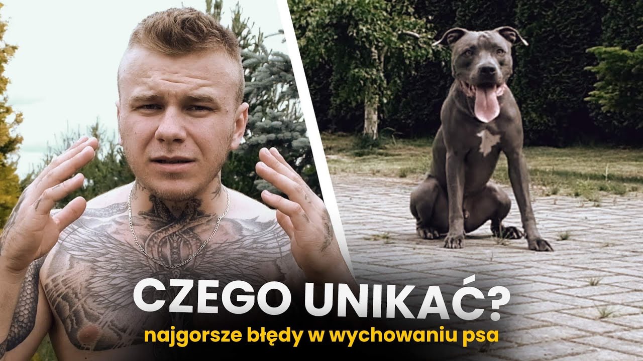 NAJGORSZE BŁĘDY - WYCHOWANIE PSA - AMSTAFF