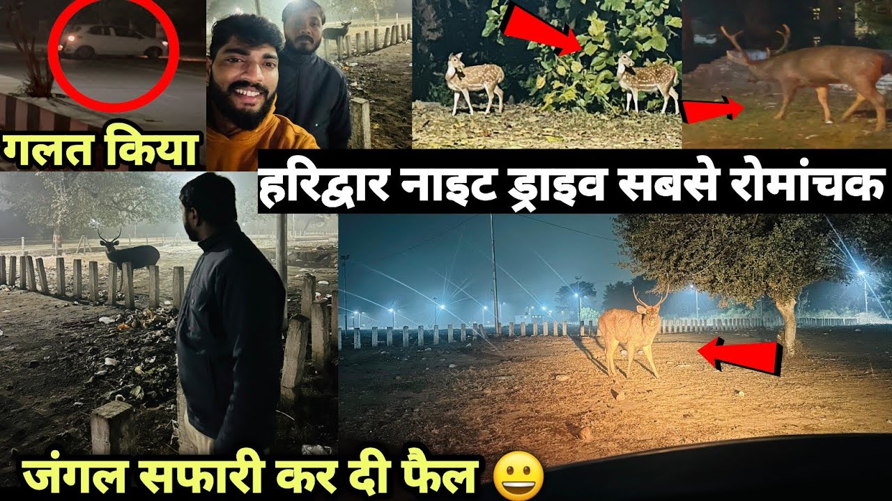RAJA JI TIGER RESERVE  BHEL RANIPUR HARIDWAR NIGHT DRIVE BUMPER WILDLIFE SIGHTING@VivekAwasthiVlogs 