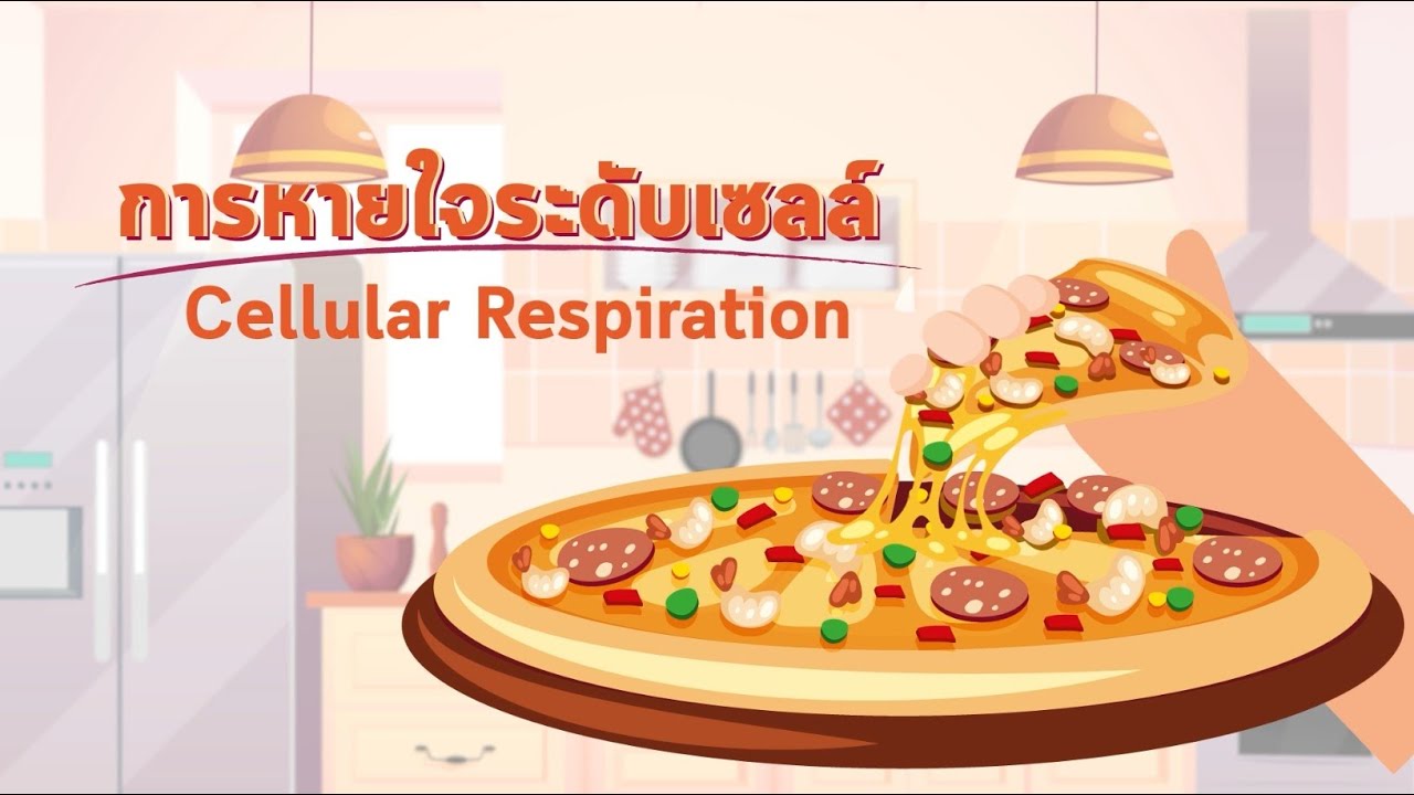 การหายใจระดับเซลล์ (cellular respiration)