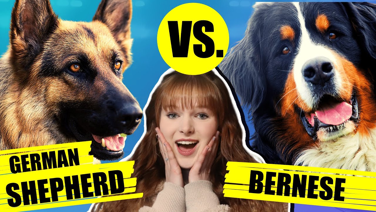 Немецкая овчарка против бернской горной собаки