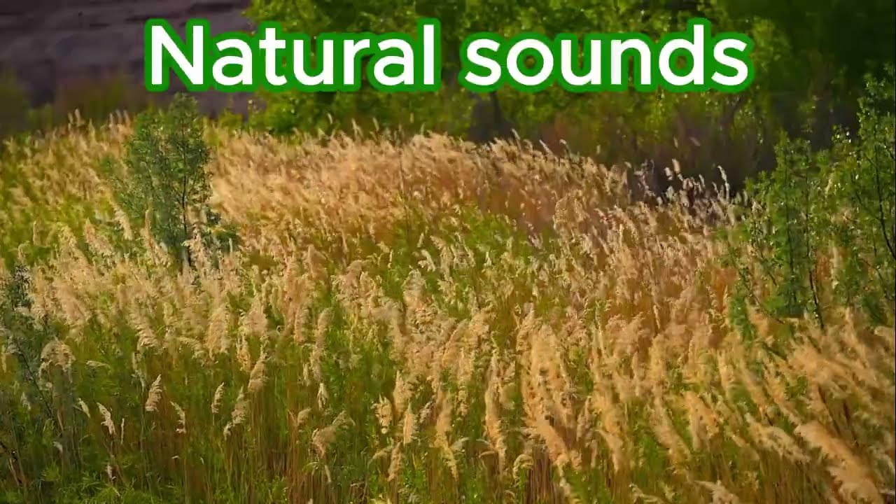 Natural Sounds, Chill Sounds, Relax sounds #naturesounds #relaxingmusic