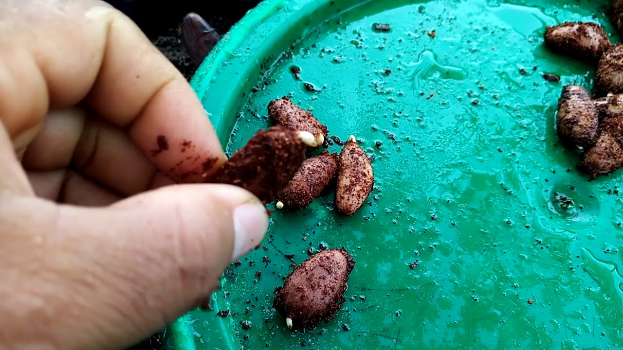 SIEMBRA DE SEMILLAS PRE GEMRINADAS DE CACAO