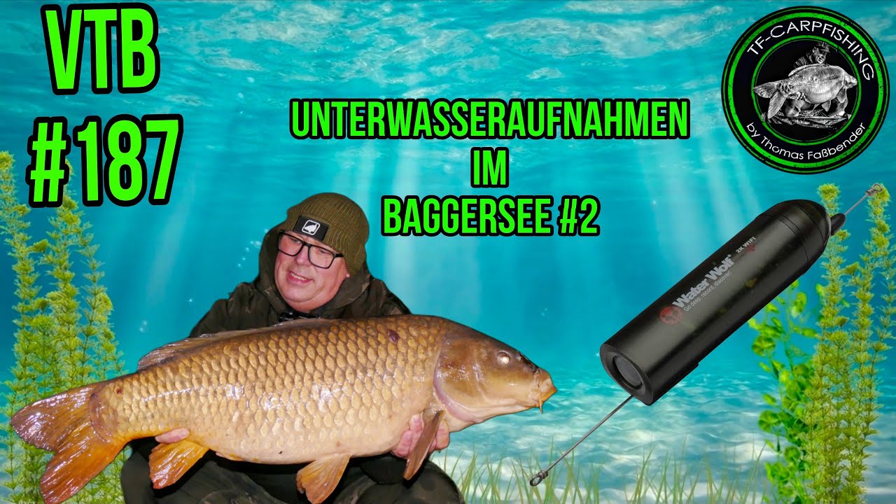 KARPFENANGELN VTB#187 - Unterwasseraufnahmen Ende November im Baggersee #2025 #underwater #Waterwolf