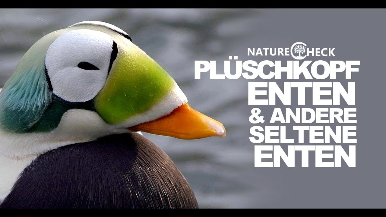 Plüschkopfenten, Eisenten und andere seltene Enten