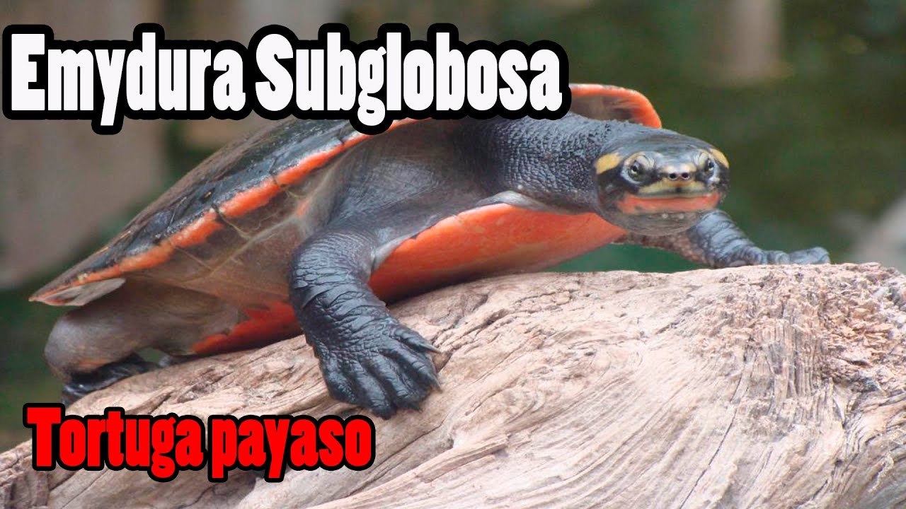 Tortuga Emydura Subglobosa, Conoce a la TORTUGA PAYASO