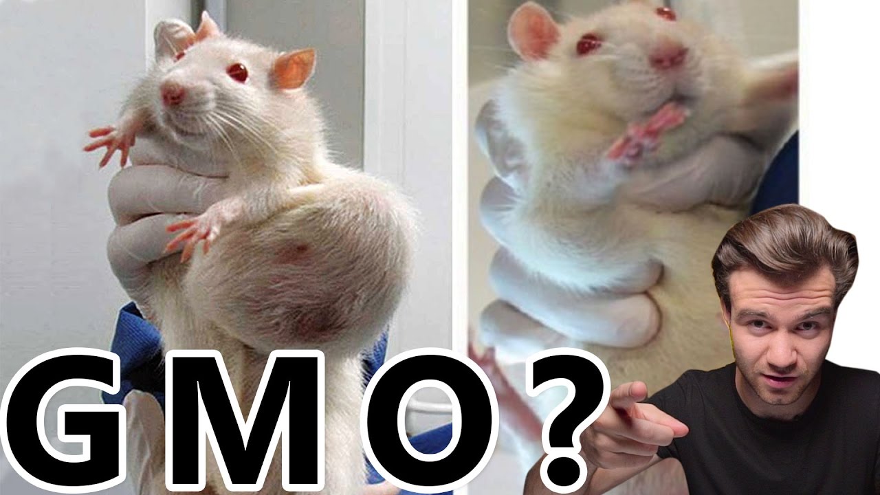 CZY ŻYWNOŚĆ GMO JEST GROŹNA? (CETA)