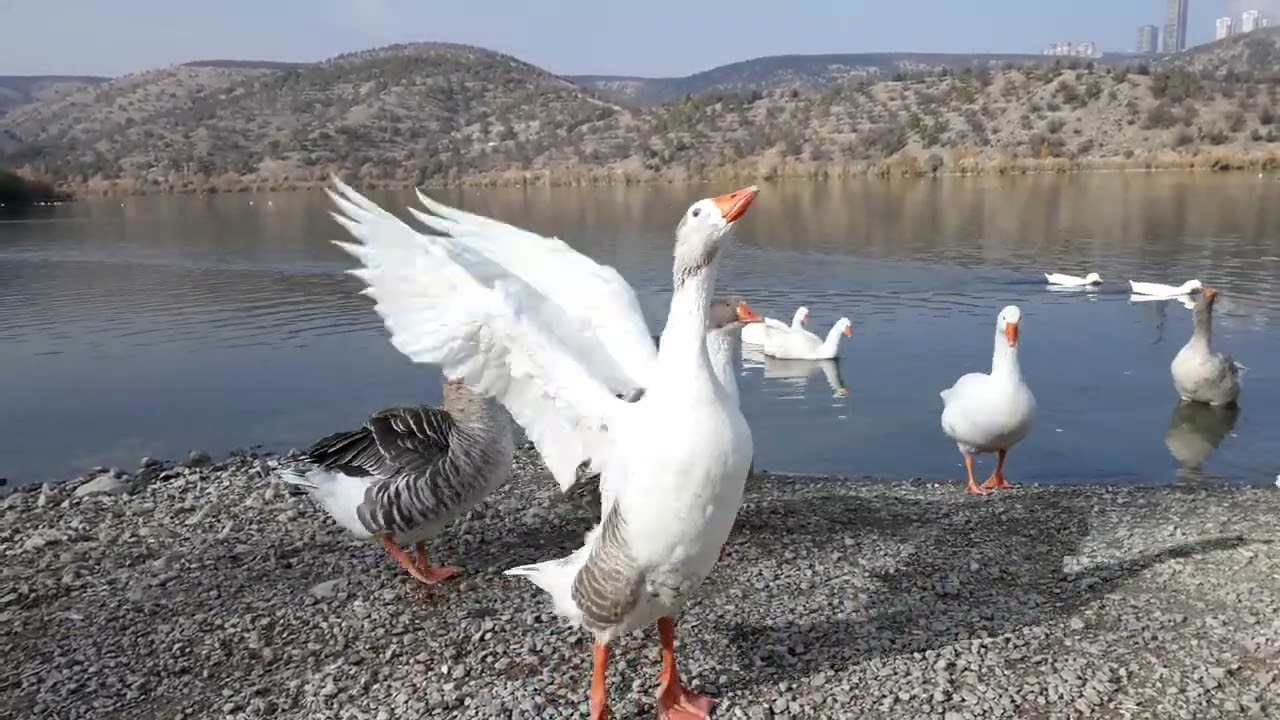 Kazlar belgeseli