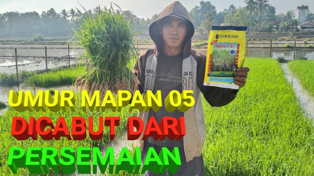 UMUR BENIH MAPAN 05 HARUS DICABUT DARI PERSEMAIAN