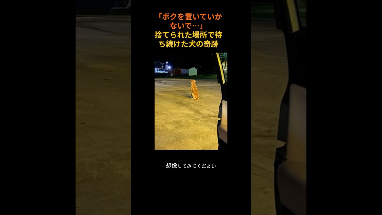 絶望の駐車場から最高の家族へ！捨て犬サムソンが掴んだ本当の幸せ