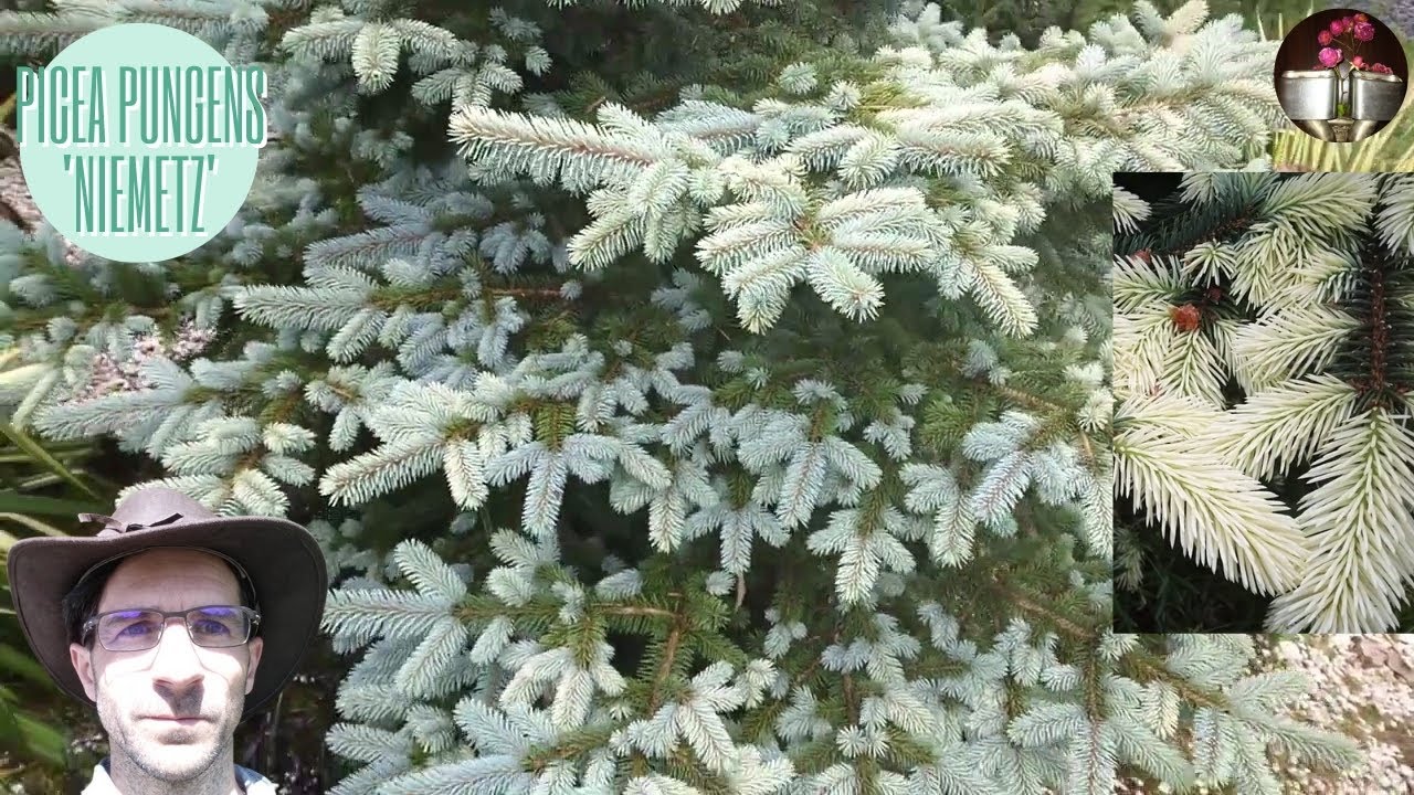 Picea pungens 'Niemetz' , sapin original américain