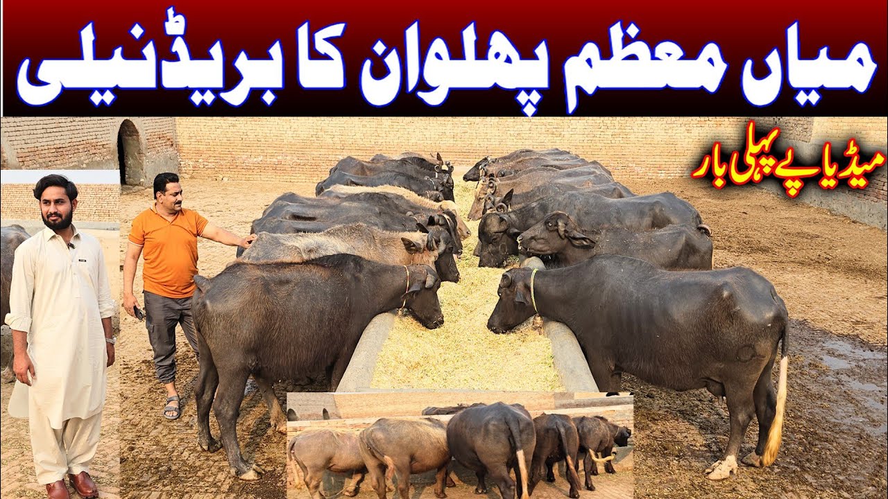 Mian Moazam Pahlwanka pure nili buffaloes breeding farm | buffalo farming | buffalo breeding farm