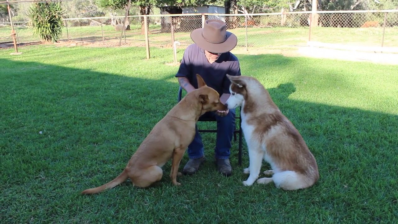 Food Etiquette 06 - Teaching Dogs to Share