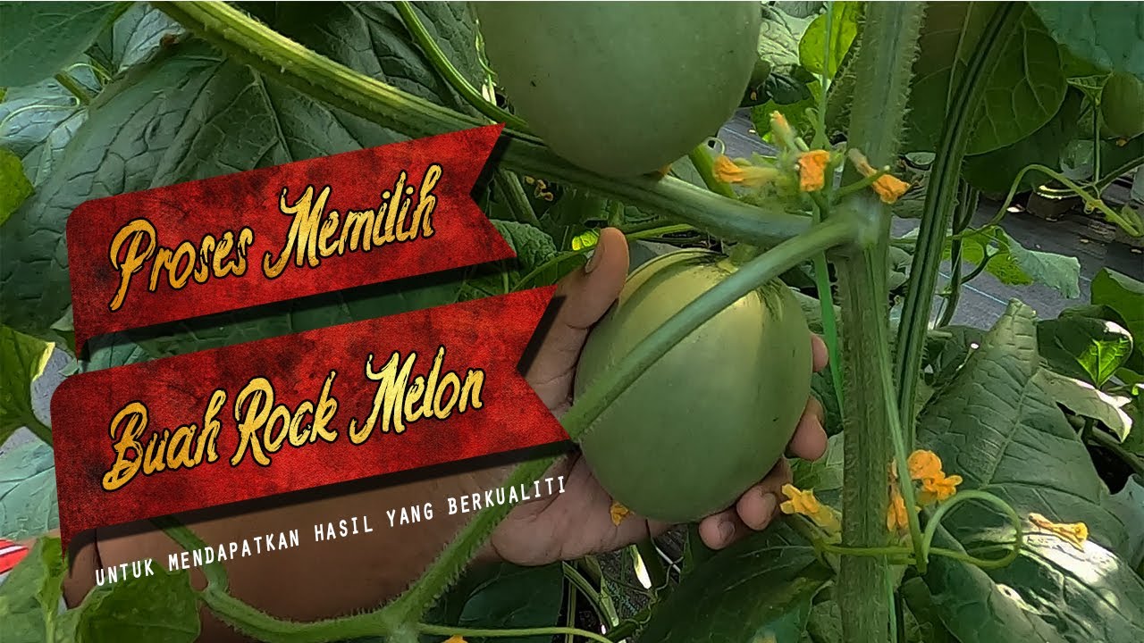 EPISODE 7 : CARA PILIH BUAH ROCK MELON UNTUK DISIMPAN
