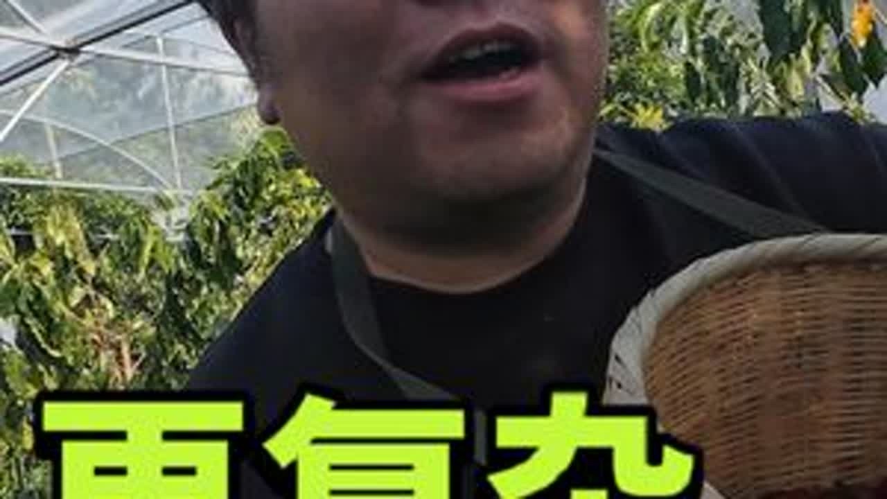 在新疆吃过牛羊肉，见过牛羊跑，在云南喝过咖啡，却没采过咖啡豆 #老印露游记 #云南咖啡 #咖啡豆采摘 #一起去野