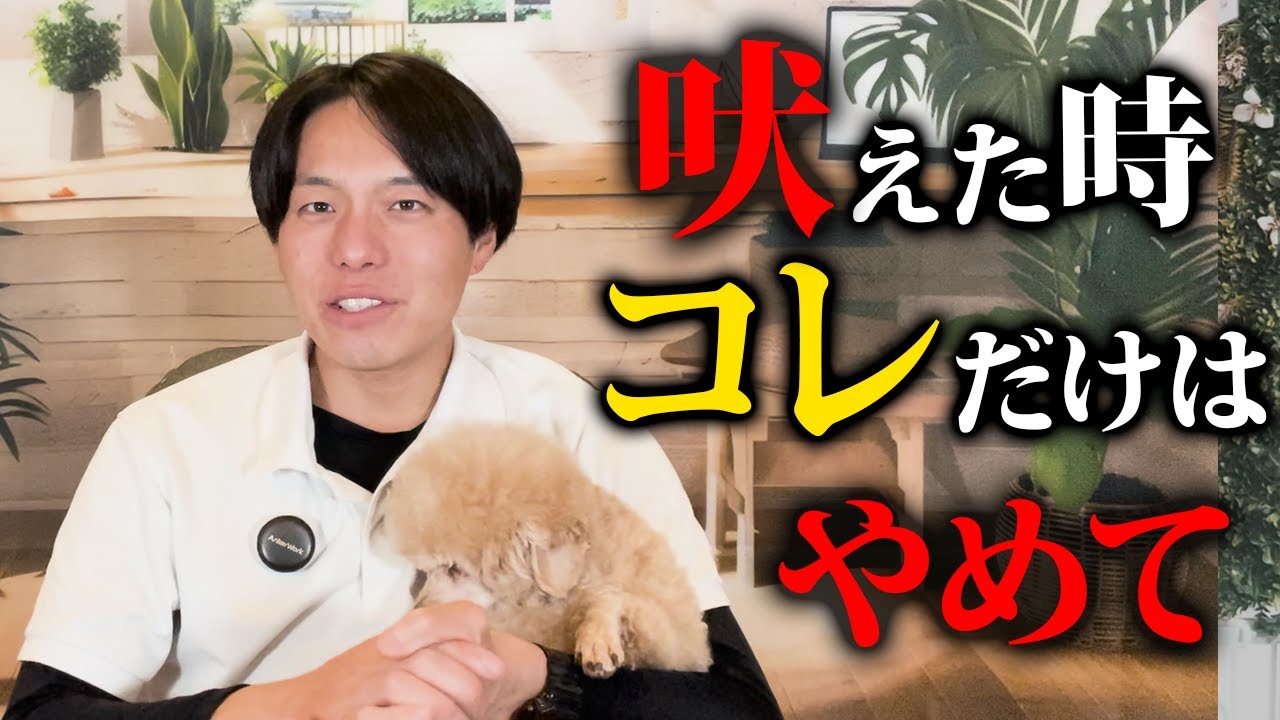犬が吠えた時に絶対にやらないでほしいこと8選【ドッグトレーナー解説】